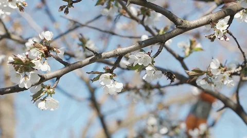 Bees collect nectar and pollen from cherry flowers. Slow motion. Stock Footage 129227919