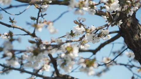 Bees collect nectar and pollen from cherry flowers. Slow motion. Video stock 129228024