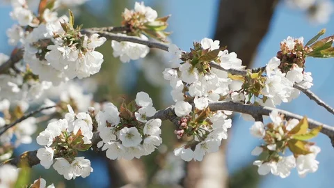 Bees collect nectar and pollen from cherry flowers. Slow motion. Stock Footage 129228093