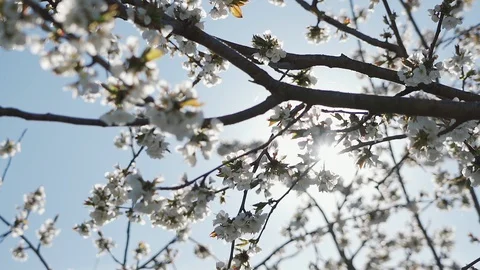 Bees collect nectar and pollen from cherry flowers. Slow motion. Stock Footage 129228259