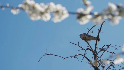 Bees collect nectar and pollen from cherry flowers. Slow motion. Stock Footage 129228402