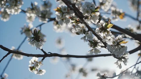 Bees collect nectar and pollen from cherry flowers. Slow motion. Stock Footage 129228716