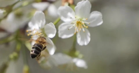 Bees collect nectar and pollen from the flowers of fruit trees. Honey produ.. Video stock 335807671