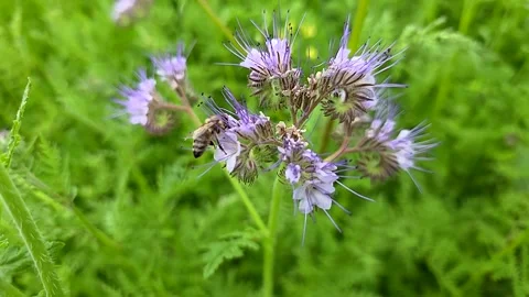 Bees collect nectar and pollen from phacelia flowers. Video stock 337434272