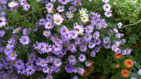 Bees collect nectar and pollinate purple flowers in the city flower bed. 스톡 동영상 106277449