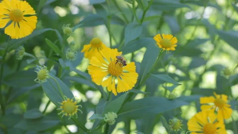 Bees collect nectar on beautiful yellow flowers. Sunny mood. Stock Footage 106848053