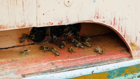 Bees collect nectar. Beehive in the apiary Stock Footage 75587853