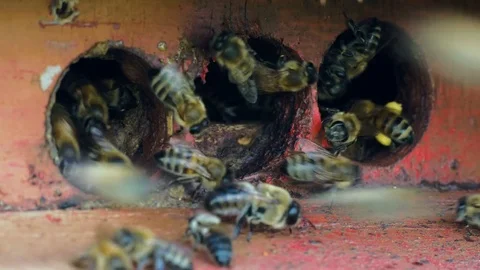 Bees collect nectar. Beehive in the apiary Stock Footage 75587907