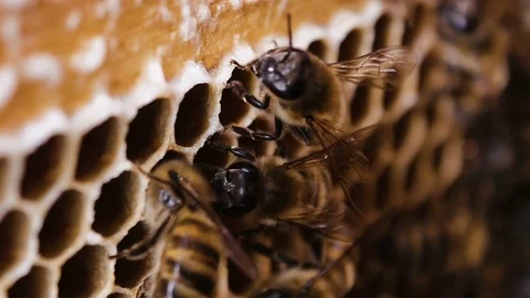 Bees collect nectar. Beehive in the apiary Stock Footage 75587937