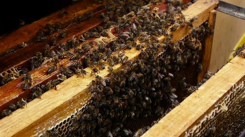Bees collect nectar. Beehive in the apiary Stock Footage 75587972