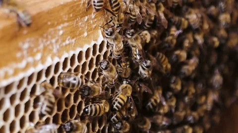 Bees collect nectar. Beehive in the apiary Stock Footage 75587992