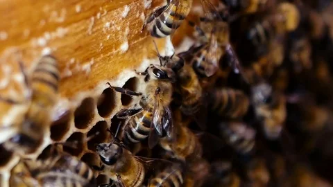 Bees collect nectar. Beehive in the apiary Stock Footage 75588017