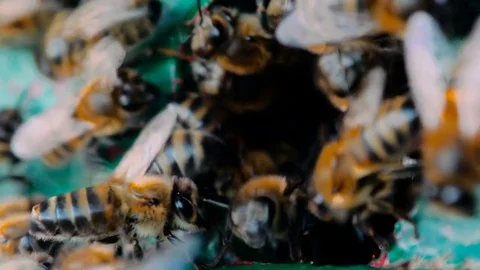 Bees collect nectar. Beehive in the apiary Stock Footage 75588089