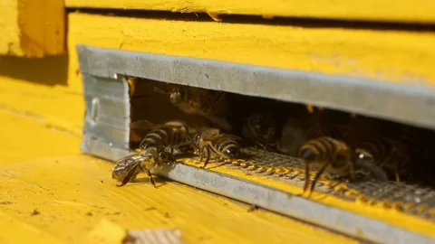 Bees collect nectar. Beehive in the apiary Stock Footage 77542029