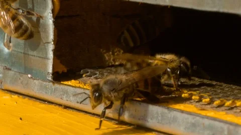 Bees collect nectar. Beehive in the apiary Stock Footage 77542275