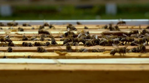 Bees collect nectar. Beehive in the apiary Stock Footage 128573505