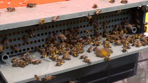 Bees collect nectar. Beehive in the apiary Stock Footage 128573682