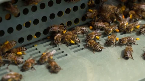 Bees collect nectar. Beehive in the apiary Stock Footage 128573776