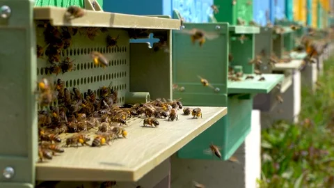 Bees collect nectar. Beehive in the apiary Stock Footage 128573840