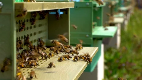 Bees collect nectar. Beehive in the apiary Stock Footage 128573895