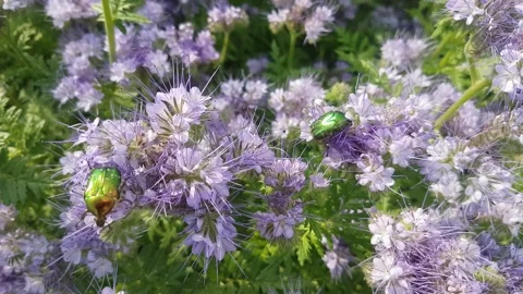 Bees collect nectar from blooming purple phacelia. Stock Footage 156701540