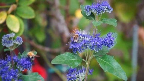 Bees collect nectar from blue flowers Stock Footage 118083112