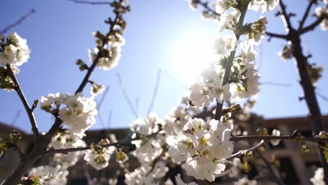 Bees collect nectar from cherry blossoms against a sunny blue sky Video stock 256154442