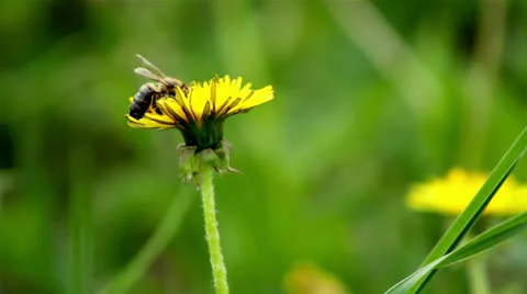 Bees collect nectar from dandelion Stock Footage 23858014