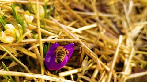 Bees collect nectar in early spring Stock Footage 173008760
