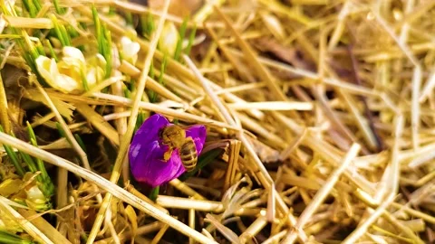 Bees collect nectar in early spring Stock Footage 173008861