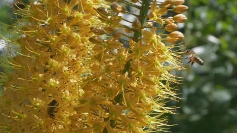 Bees collect nectar from eremurus. Summer flowering of yellow flower. Видео 156051172