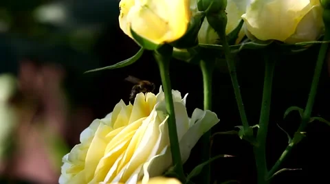 Bees collect nectar from a flower of rose in the garden Stock Footage 64593522