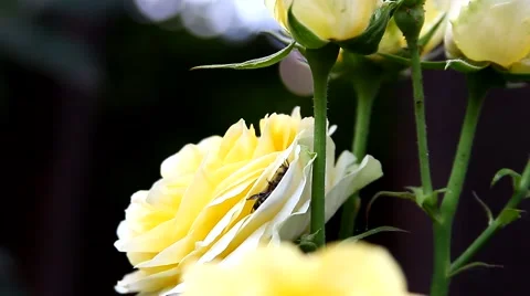 Bees collect nectar from a flower of rose in the garden Stock Footage 64593531