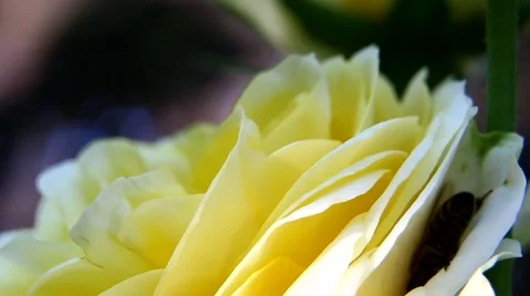 Bees collect nectar from a flower of rose in the garden Stock Footage 64593554