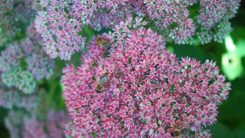 Bees collect nectar from flowers 2 Stock Footage 118048305