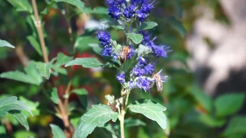 Bees collect nectar from flowers 3 Stock Footage 118045889