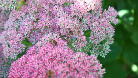 Bees collect nectar from flowers Stock Footage 118048269