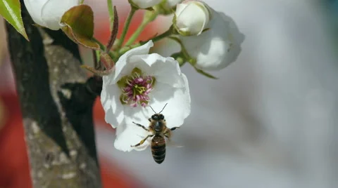 Bees collect nectar Stock Footage 49428316