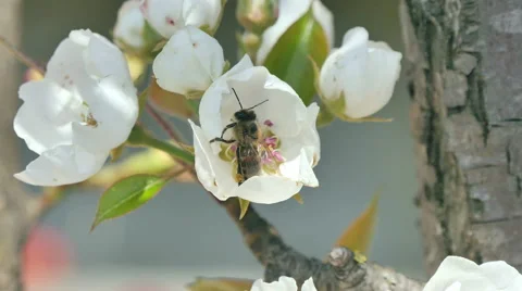 Bees collect nectar Stock Footage 49428357