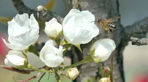 Bees collect nectar Stock Footage 49428372