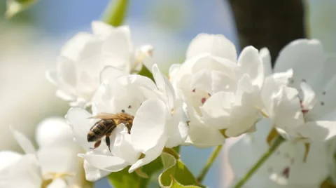 Bees collect nectar Stock Footage 49544607