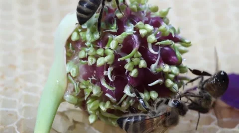 Bees collect nectar Stock Footage 53848777