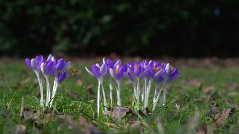 Bees collect nectar on purple crocuses. Close-up. Stock Footage 149996240