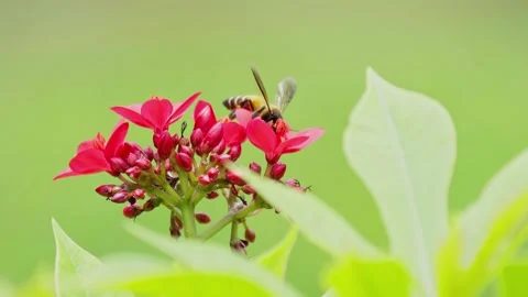 Bees collect nectar from red flowers on a clear day. Stock Footage 308688080