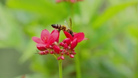 Bees collect nectar from red flowers on a clear day. Stock Footage 308688133