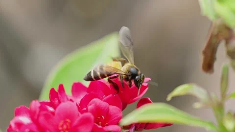 Bees collect nectar from red flowers on a clear day. Stock Footage 308688160