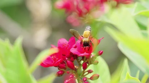 Bees collect nectar from red flowers on a clear day. Stock Footage 308688216