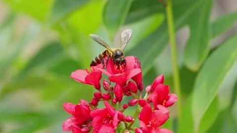Bees collect nectar from red flowers on a clear day. Stock Footage 308688261