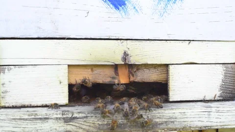 Bees collect nectar in summer and carry it to the hive Stock Footage 92235319