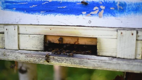 Bees collect nectar in summer and carry it to the hive Stock Footage 92235441